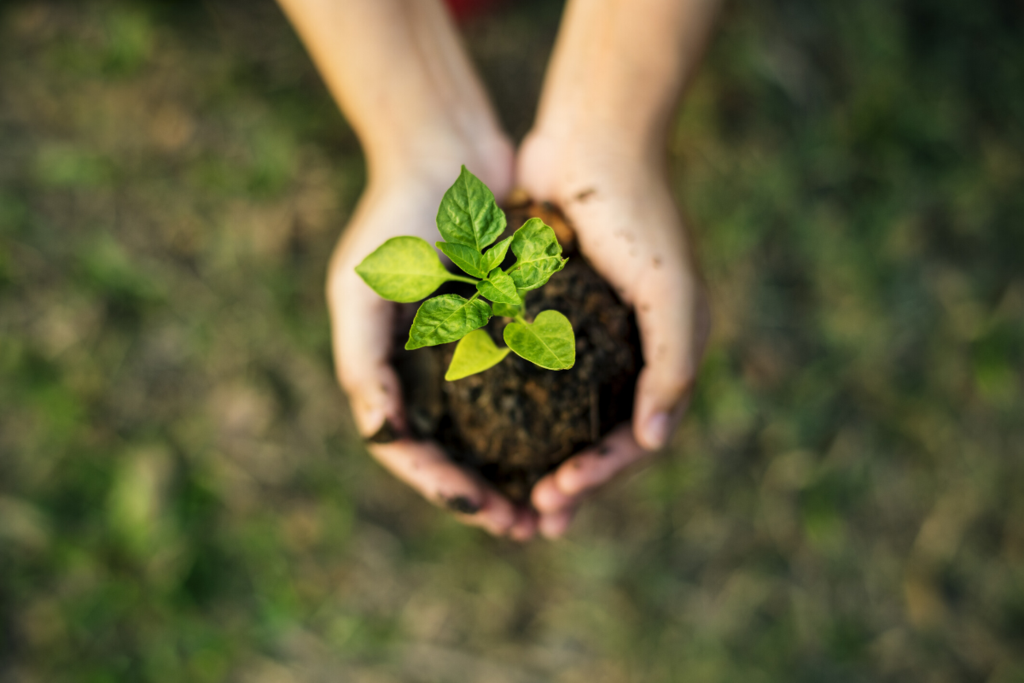 Stock image of a green seedling in soil, held in someone's hands, representing helping business grow